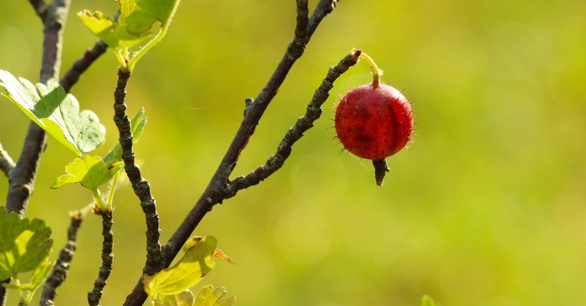 Gooseberries, Elevated: Train Your Bushes on Wire Trellises for Bigger, Easier Harvests