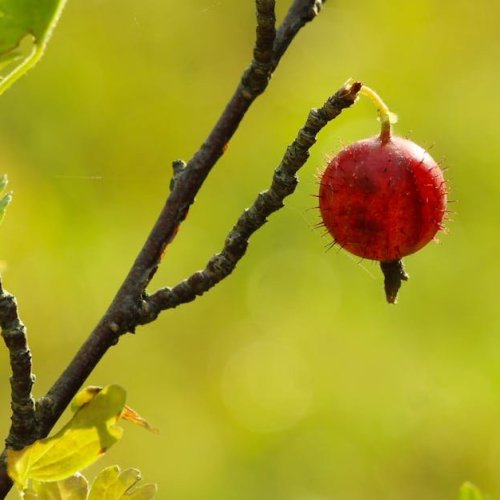 Gooseberries, Elevated: Train Your Bushes on Wire Trellises for Bigger, Easier Harvests