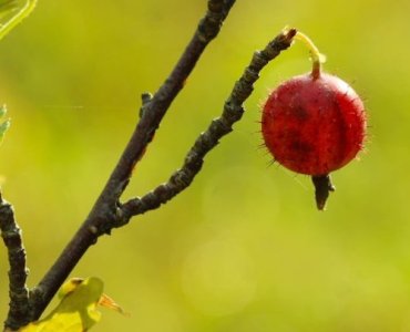 Gooseberries, Elevated: Train Your Bushes on Wire Trellises for Bigger, Easier Harvests