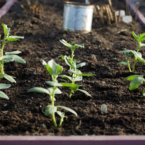 Goodbye Wireworms: Eco-Friendly Strategies to Protect Your Vegetable Beds