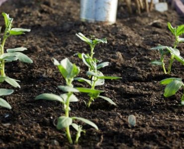 Goodbye Wireworms: Eco-Friendly Strategies to Protect Your Vegetable Beds