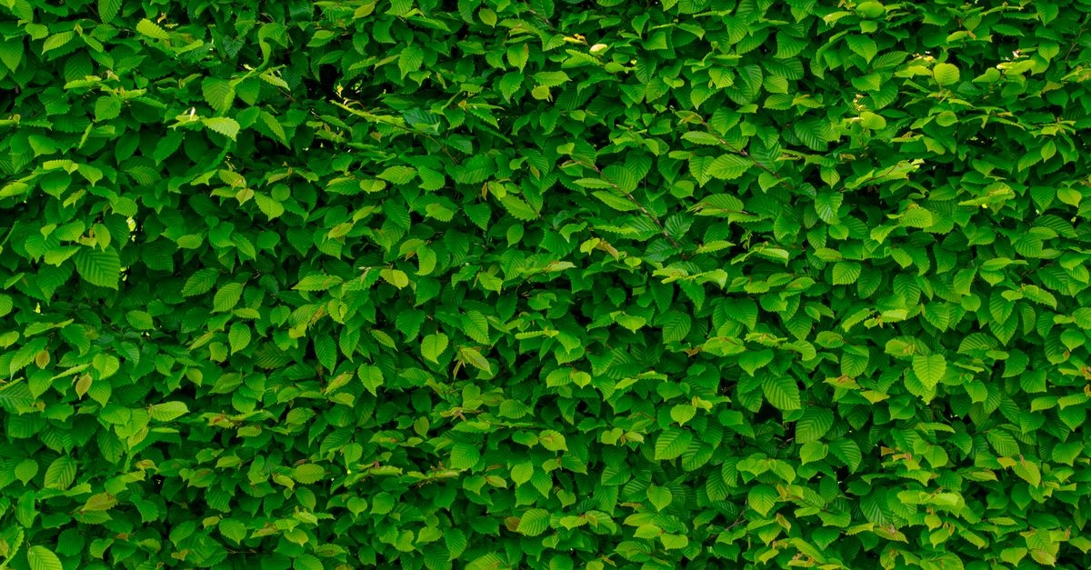 Build a Living Fence: How to Pick the Best Deciduous Shrubs for Lush, Low-Maintenance Hedges