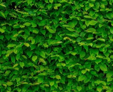 Build a Living Fence: How to Pick the Best Deciduous Shrubs for Lush, Low-Maintenance Hedges