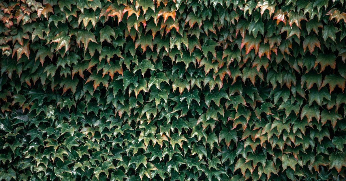 From Bare Brick to Lush Green: Your Guide to Choosing the Right Ivy for Walls