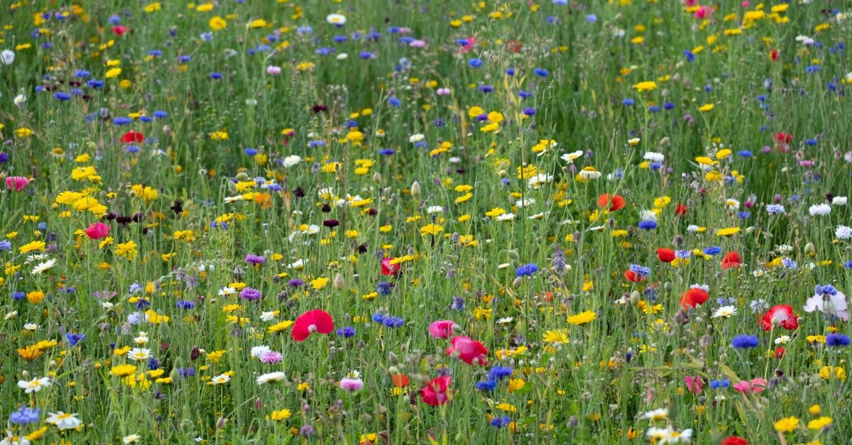 Turn a Patch into a Pollinator Paradise: A Beginner’s Guide to Pocket Wildflower Meadows