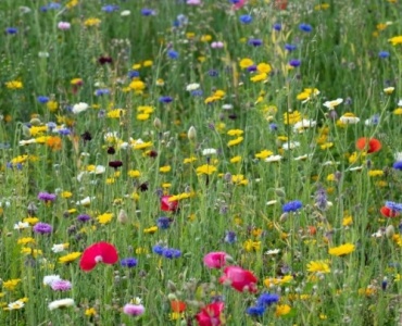 Turn a Patch into a Pollinator Paradise: A Beginner’s Guide to Pocket Wildflower Meadows