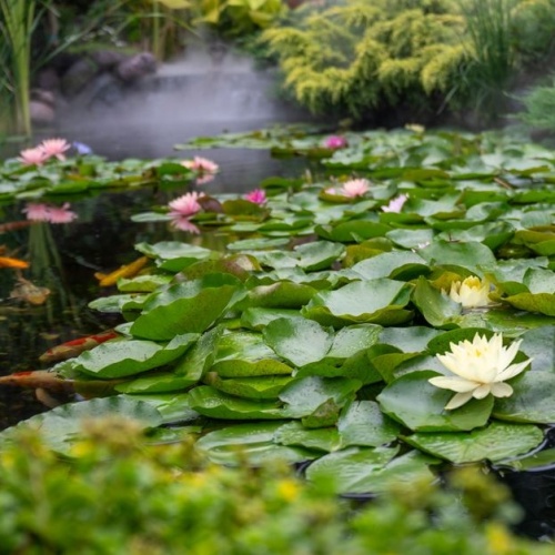 From Sketch to Splash: Your Guide to a Garden Pond with a Central Showpiece Fountain