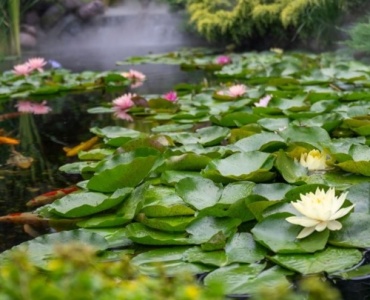 From Sketch to Splash: Your Guide to a Garden Pond with a Central Showpiece Fountain