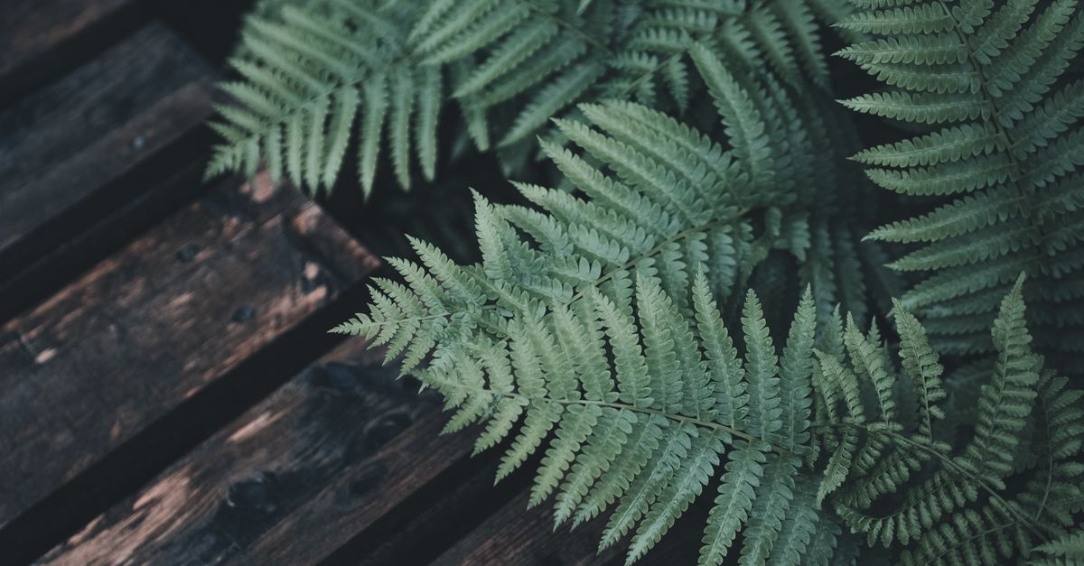 Fronds in the Shadows: Your Foolproof Guide to Picking Perfect Ferns for Shade