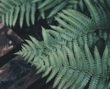 Fronds in the Shadows: Your Foolproof Guide to Picking Perfect Ferns for Shade