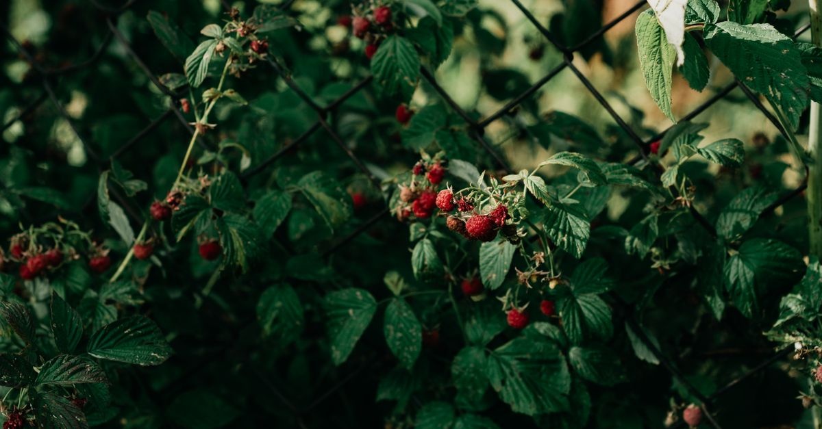 Grow Luscious Early-Summer Raspberries: Planting, Training, and Care for a Sweet June Harvest