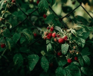 Grow Luscious Early-Summer Raspberries: Planting, Training, and Care for a Sweet June Harvest