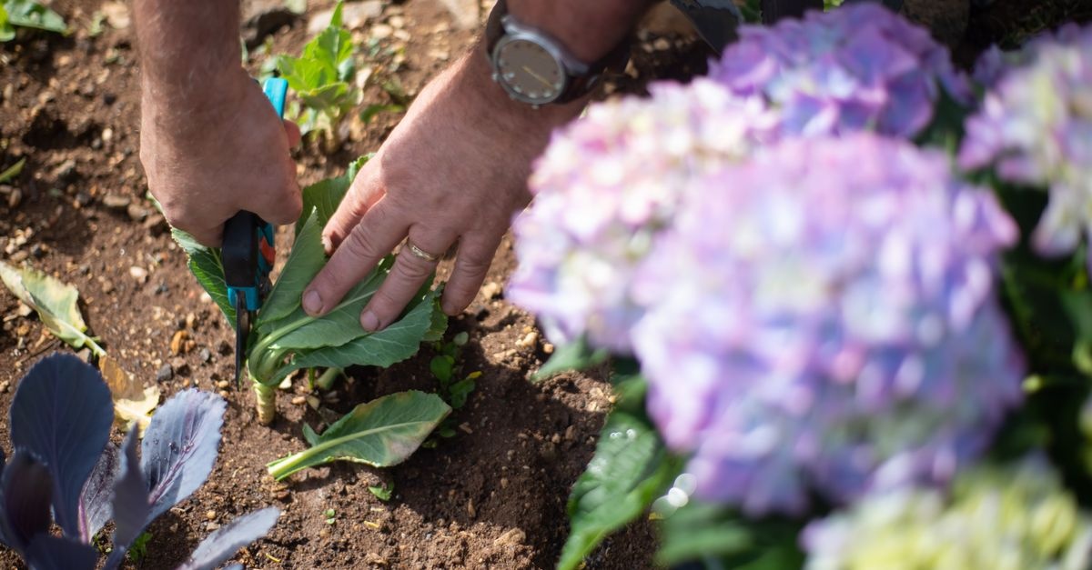 From One to Many: Foolproof Ways to Multiply Smooth Hydrangeas from Cuttings