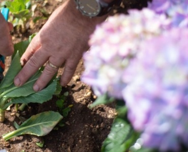 From One to Many: Foolproof Ways to Multiply Smooth Hydrangeas from Cuttings