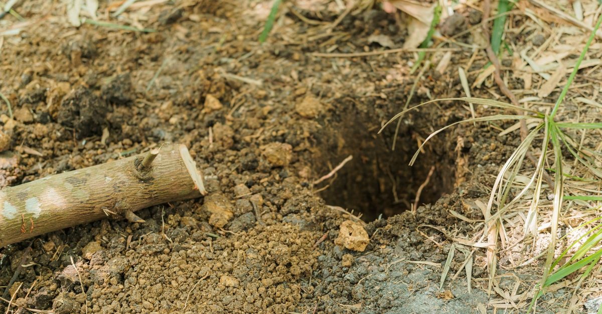From Tunnels to Tranquility: Humane, Natural Ways to Deter Moles from Your Garden