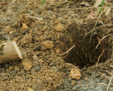 From Tunnels to Tranquility: Humane, Natural Ways to Deter Moles from Your Garden