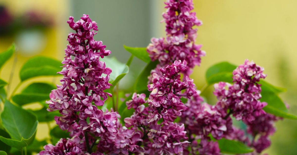 From Scent to Shade: Choosing the Perfect Lilacs for a Cottage Garden