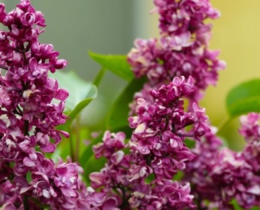 From Scent to Shade: Choosing the Perfect Lilacs for a Cottage Garden