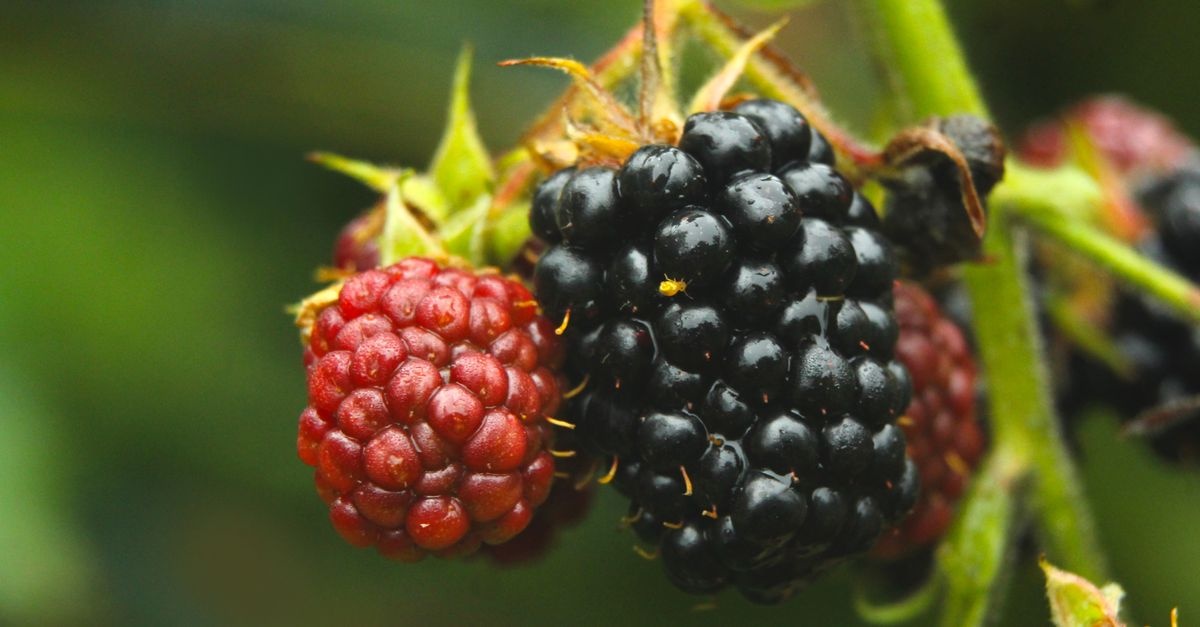 Tame the Canes: Train Blackberries on a Wire Trellis for Bigger, Sweeter Harvests