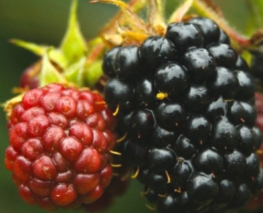 Tame the Canes: Train Blackberries on a Wire Trellis for Bigger, Sweeter Harvests