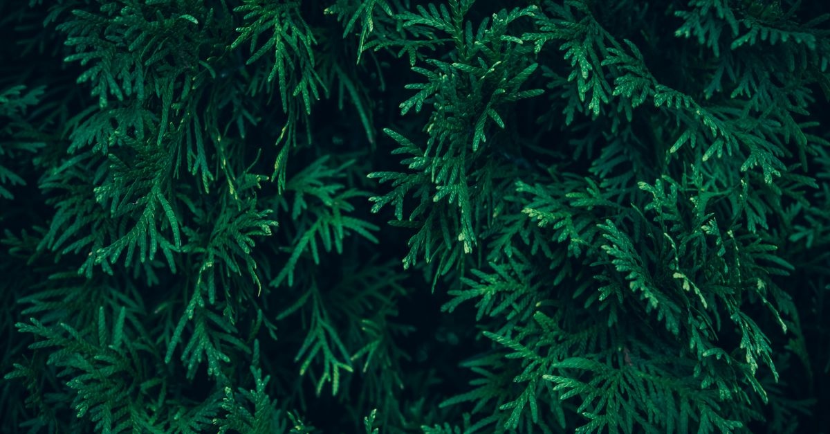 From Tiny Sprigs to Emerald Walls: Choosing the Right Western Arborvitae for Your Hedge