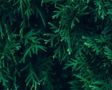 From Tiny Sprigs to Emerald Walls: Choosing the Right Western Arborvitae for Your Hedge