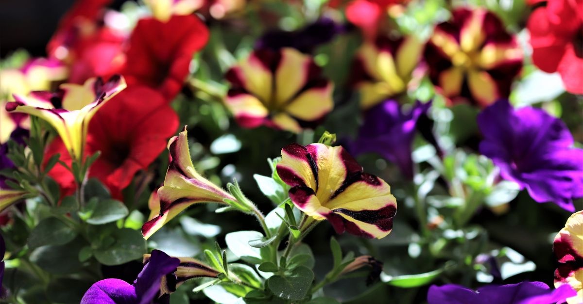 Sun-Kissed Balconies: Flowering Plants for Nonstop Color All Summer