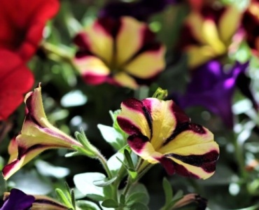 Sun-Kissed Balconies: Flowering Plants for Nonstop Color All Summer