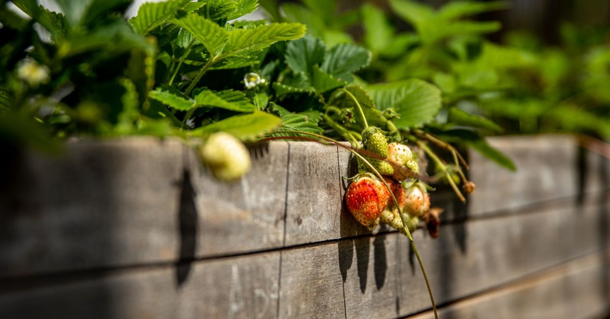 Board-by-Board: Build Beautiful Raised Garden Beds in a Weekend