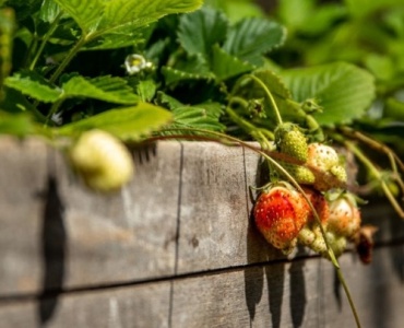 Board-by-Board: Build Beautiful Raised Garden Beds in a Weekend