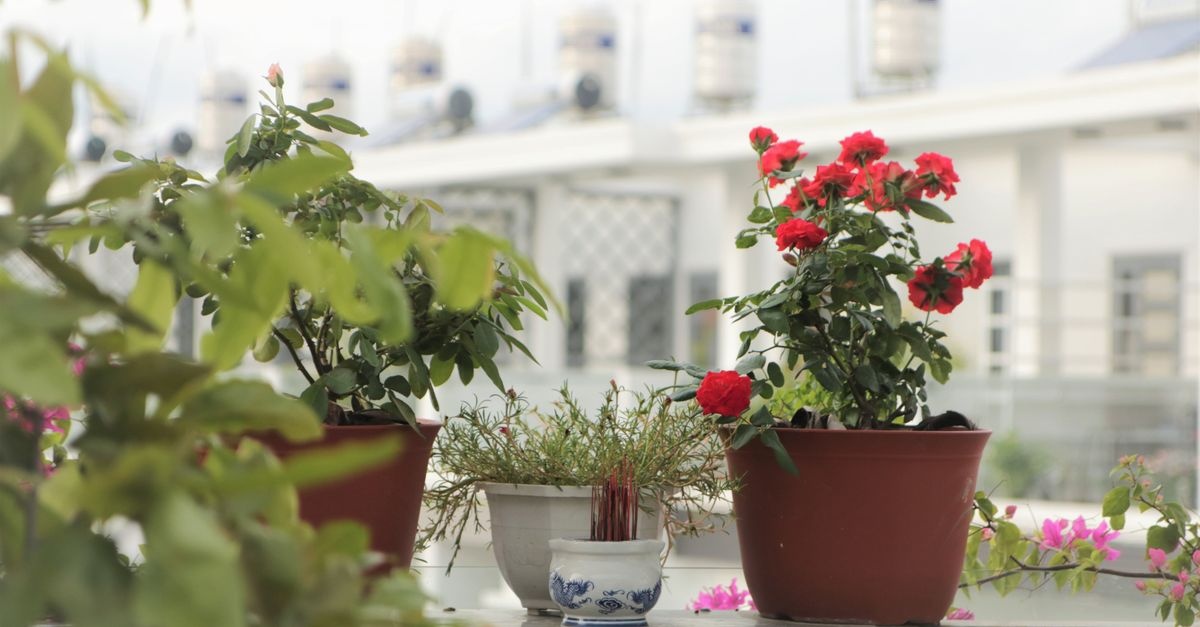 Turn Your Balcony into a Self-Watering Oasis: An Easy Weekend DIY Irrigation Project