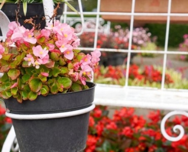 From Pipe to Petals: Craft Chic PVC Plant Stands in an Afternoon
